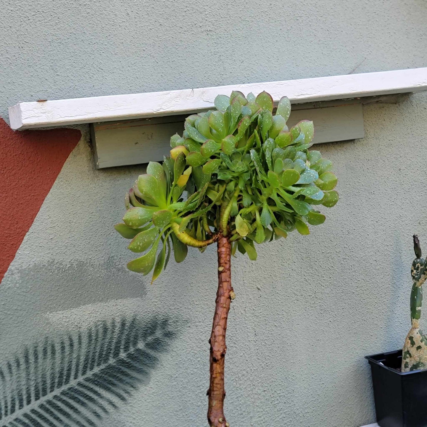 Aeonium 'Blushing Beauty' - 38" Tall!