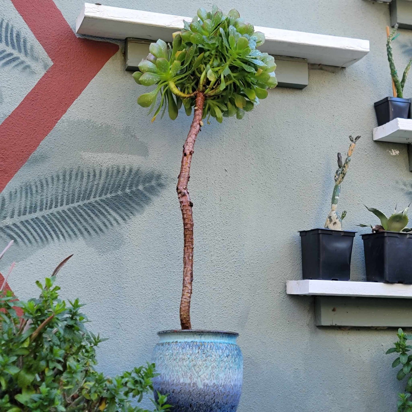 Aeonium 'Blushing Beauty' - 38" Tall!