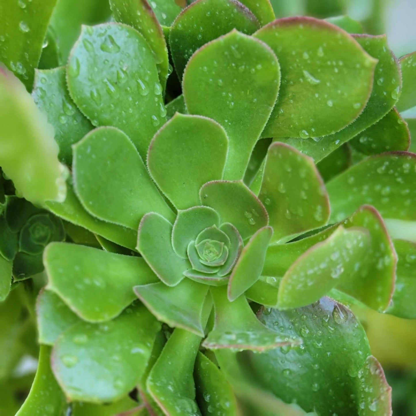Aeonium 'Blushing Beauty' - 38" Tall!
