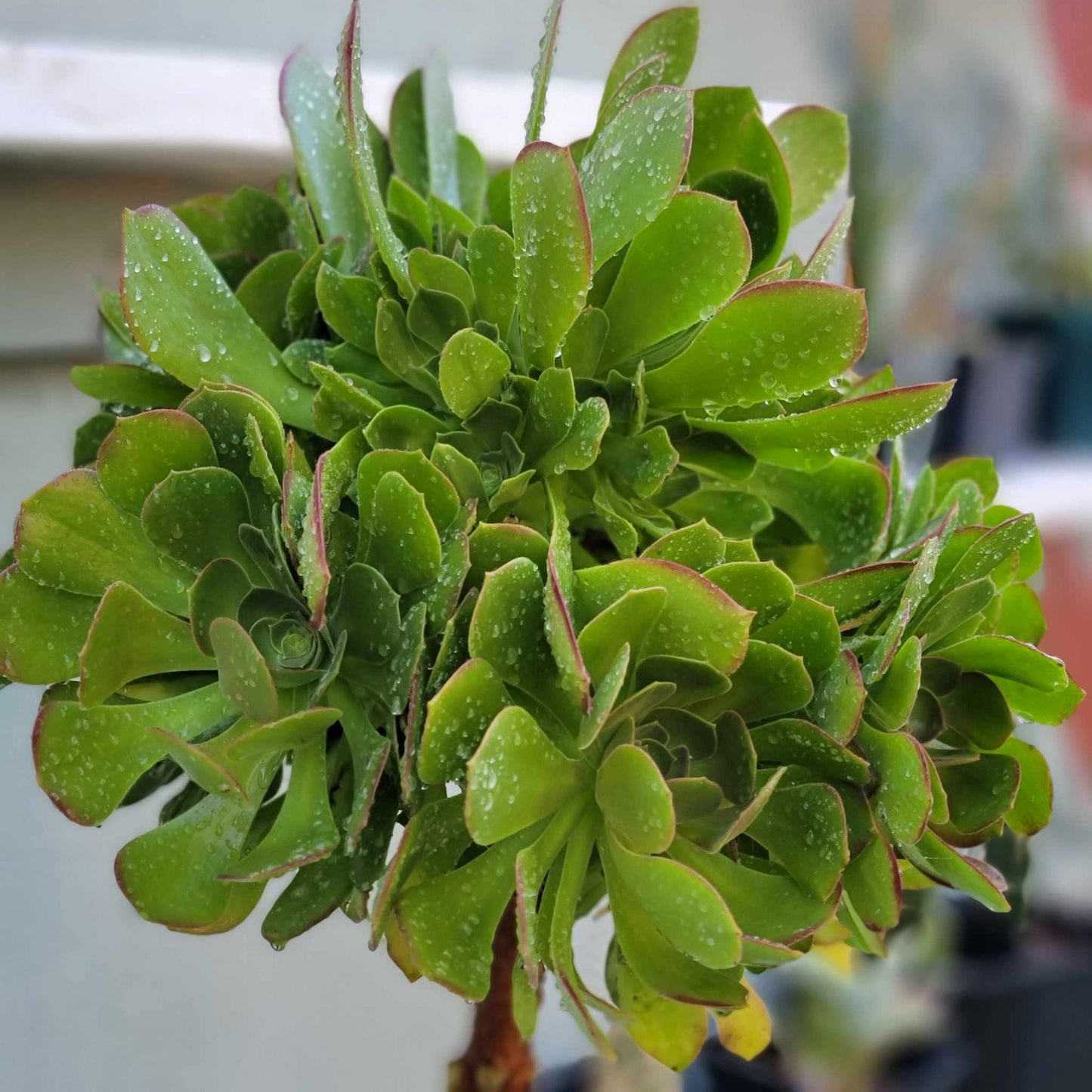 Aeonium 'Blushing Beauty' - 38" Tall!