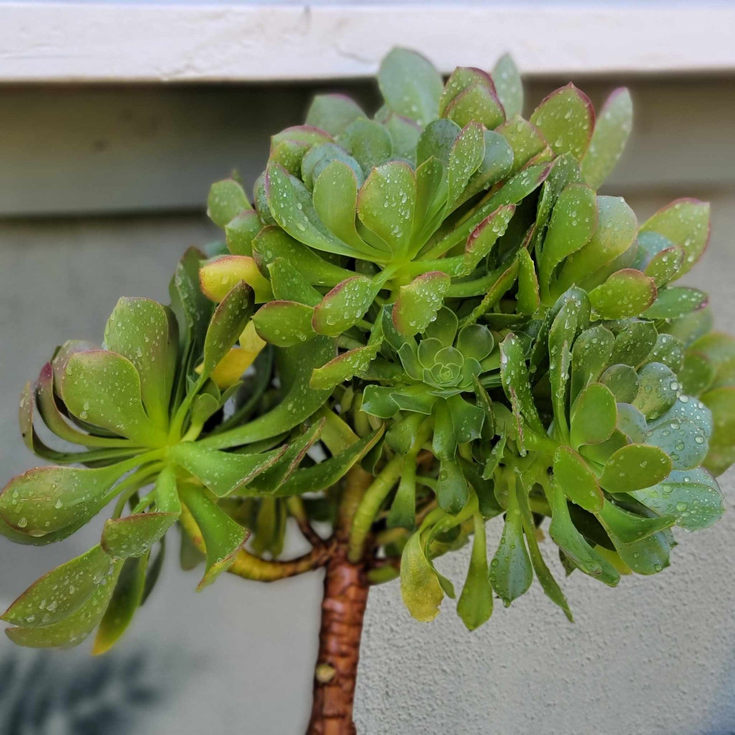 Aeonium 'Blushing Beauty' - 38" Tall!