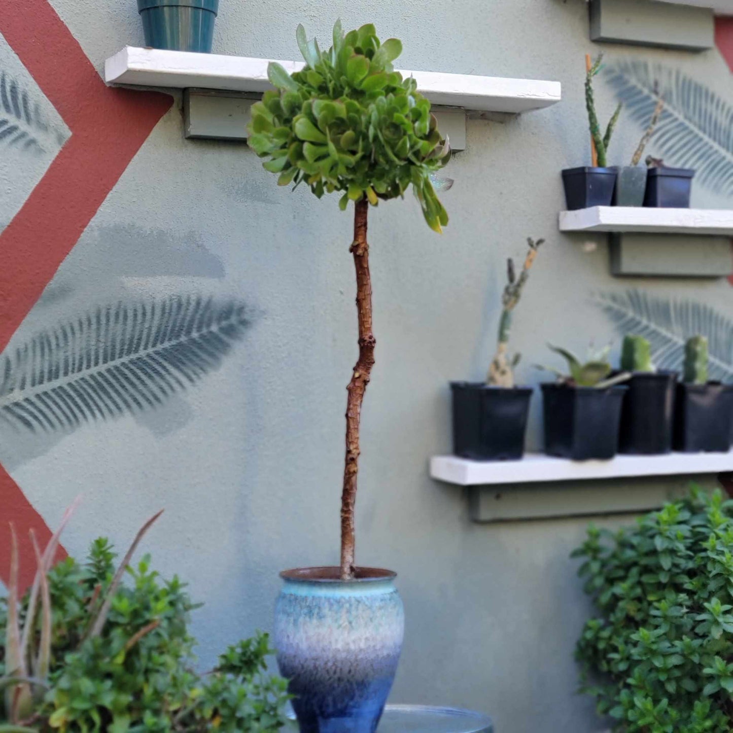 Aeonium 'Blushing Beauty' - 38" Tall!