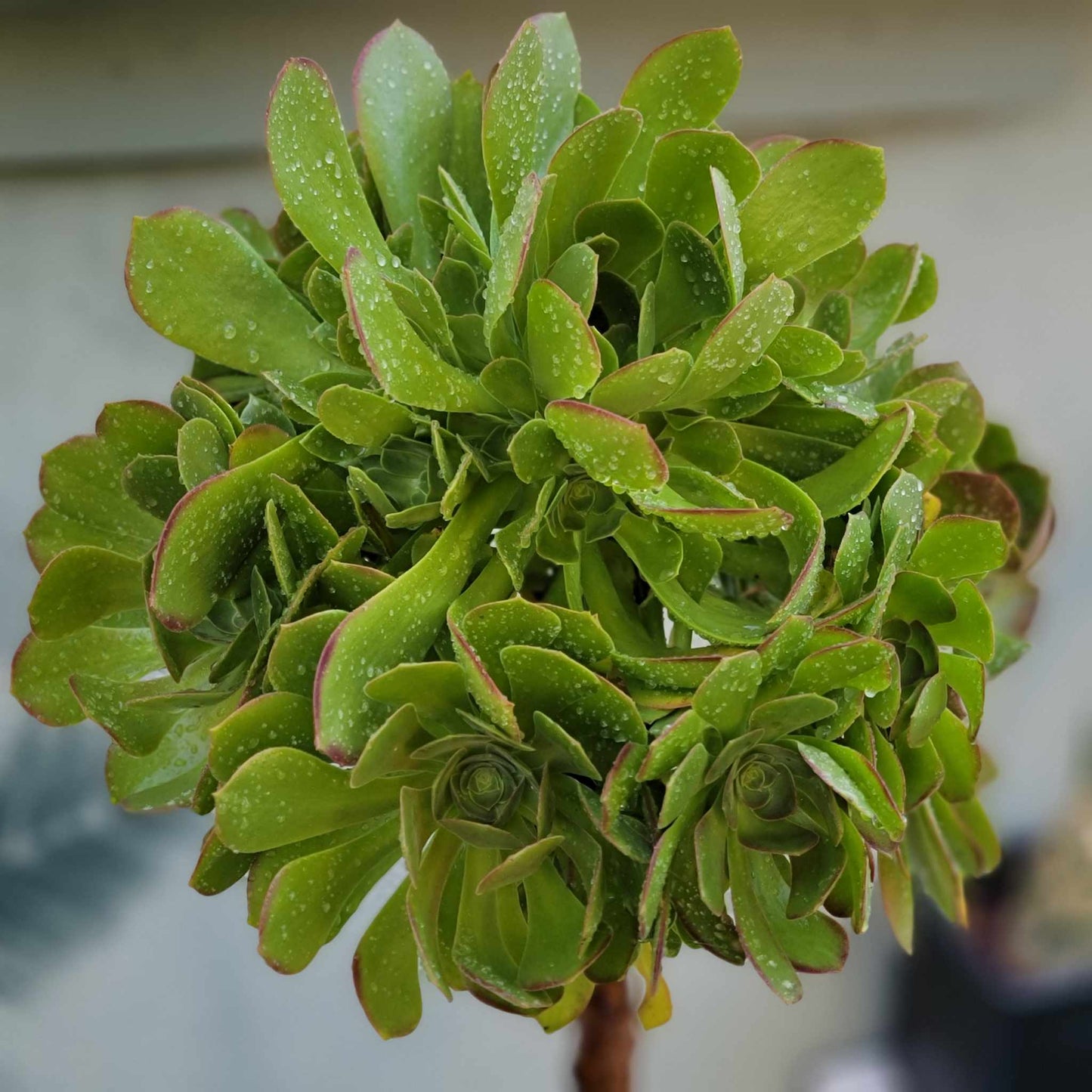 Aeonium 'Blushing Beauty' - 38" Tall!