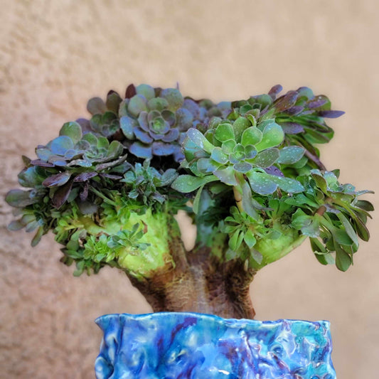 Aeonium 'Blushing Beauty' Cristata - Crested Aeonum 'Blushing Beauty'