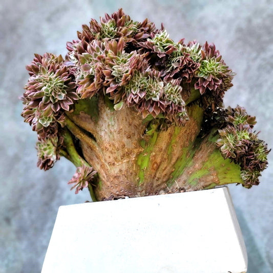 Geometric Cement Planter - Large