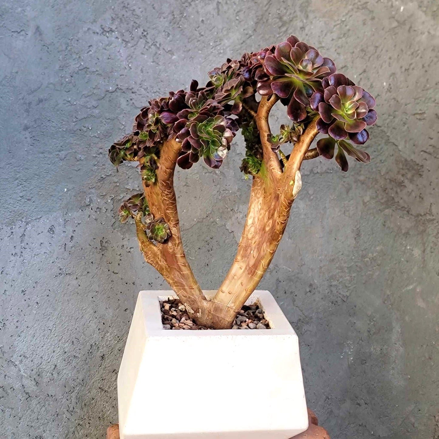 Geometric Cement Planter