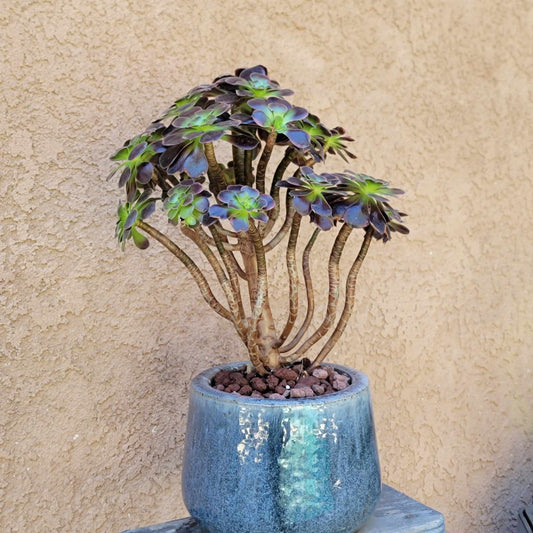 Glazed Terra Cotta Planter - Blue-Gray