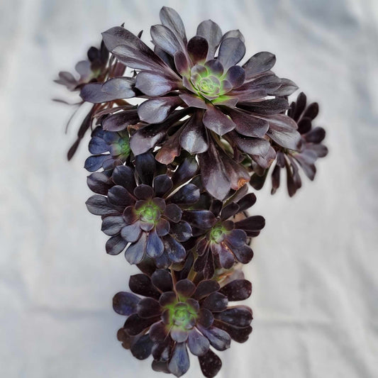 Aeonium arboreum var. atropupureum - Purple Rose Aeonium - 16"