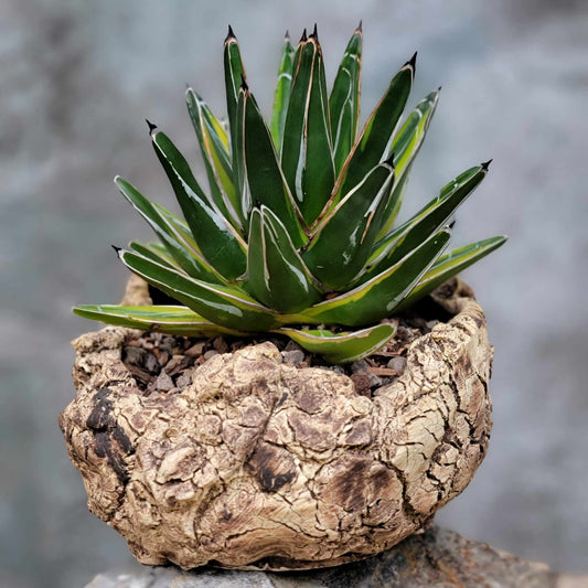 Agave Victoriae-Reginae Variegata – Variegated Queen Victoria Agave