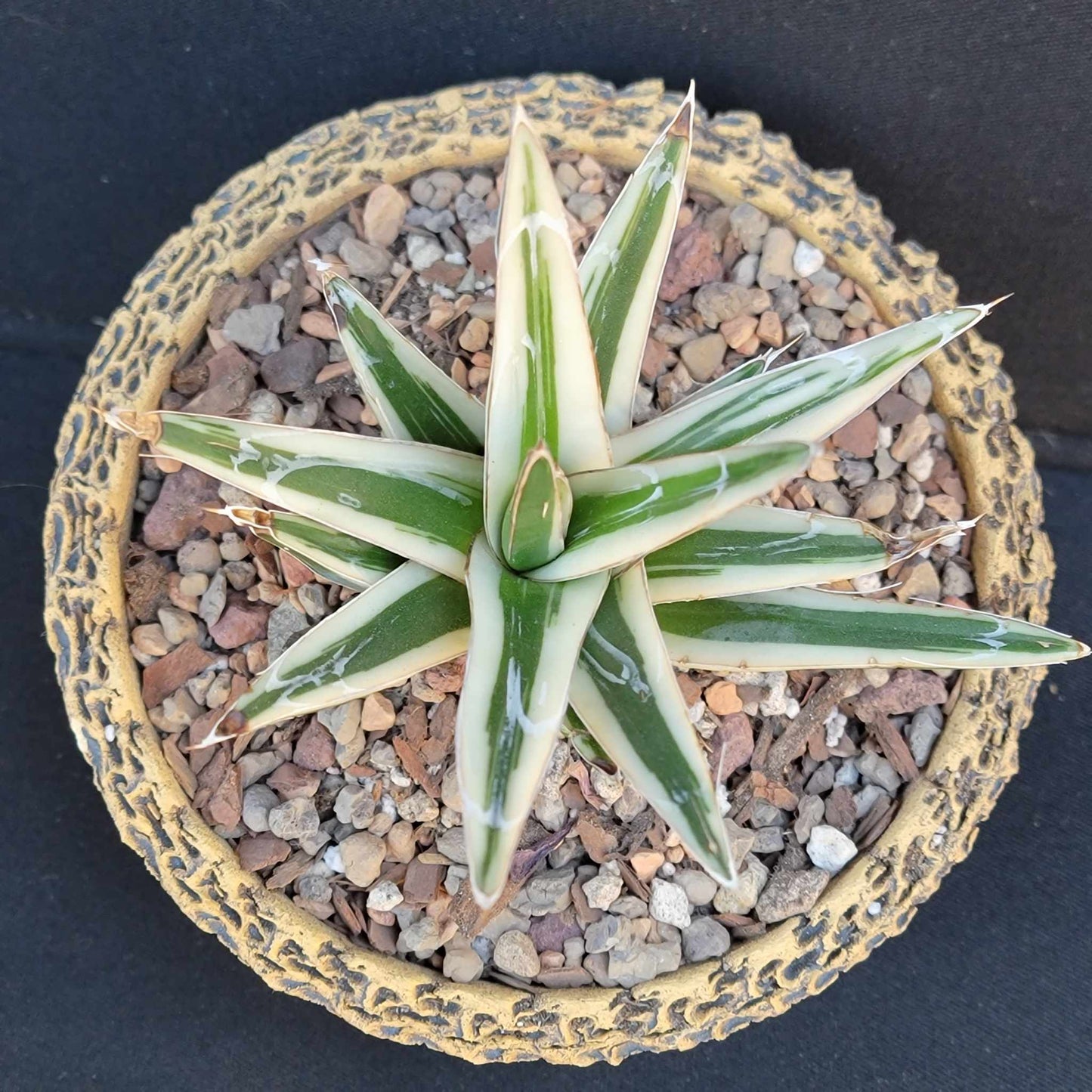 Agave Victoriae-Reginae White Rhino - White Rhino Agave
