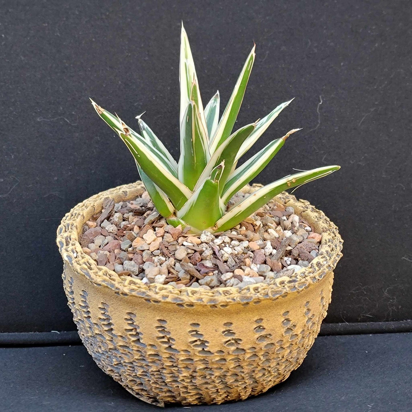 Agave Victoriae-Reginae White Rhino - White Rhino Agave