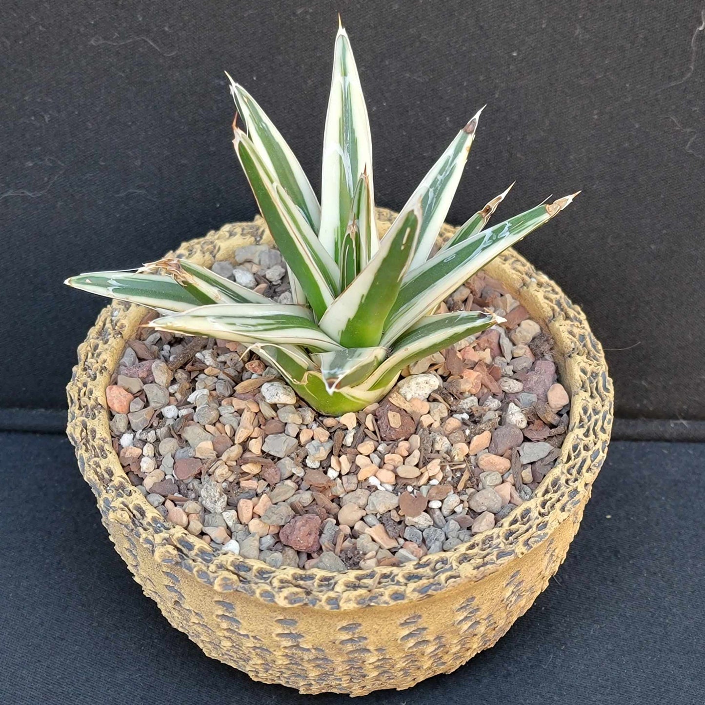 Agave Victoriae-Reginae White Rhino - White Rhino Agave