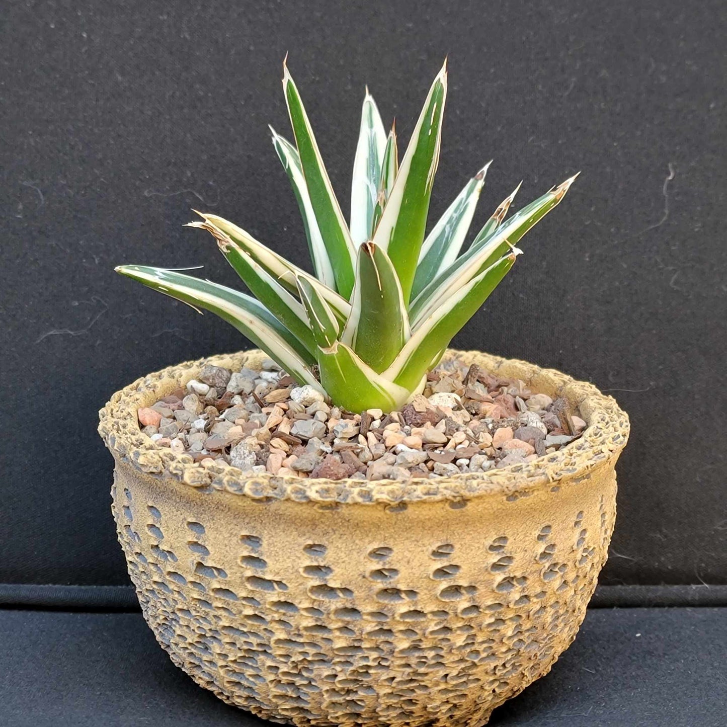 Agave Victoriae-Reginae White Rhino - White Rhino Agave