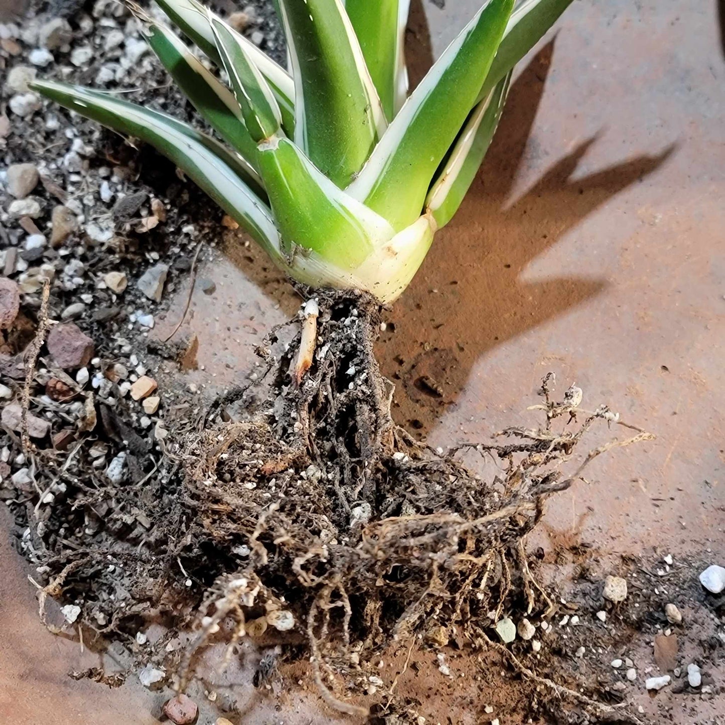 Agave Victoriae-Reginae White Rhino - White Rhino Agave