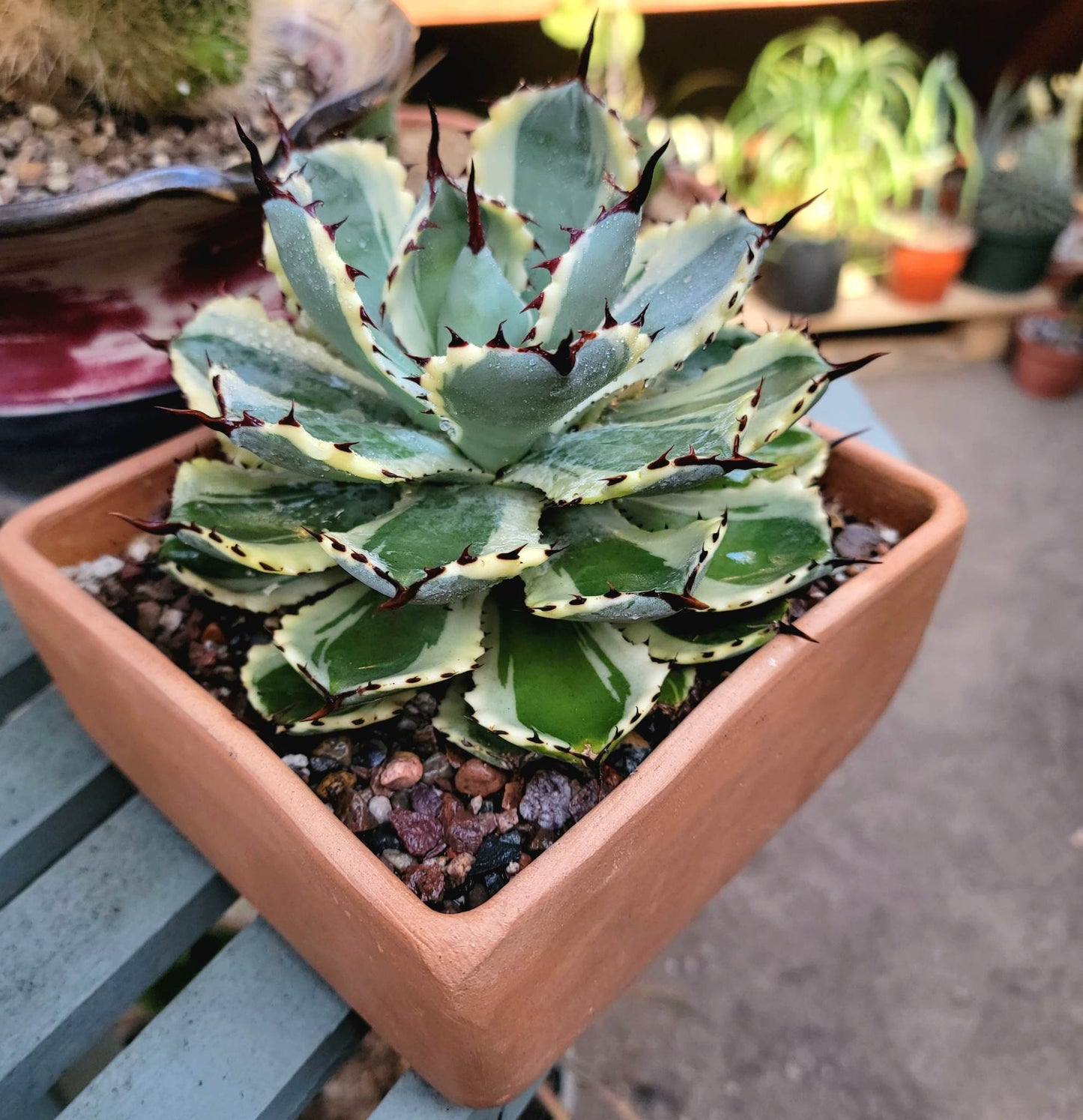 Terra Cotta Planter - Unglazed - Square