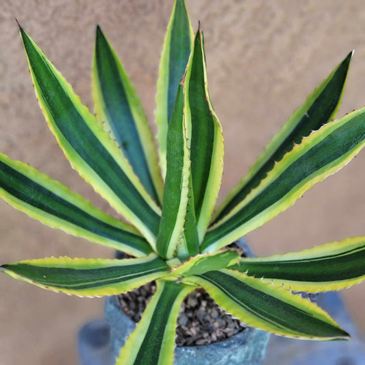 Agave lophantha ‘Quadricolor’ - Quadricolor Century Plant