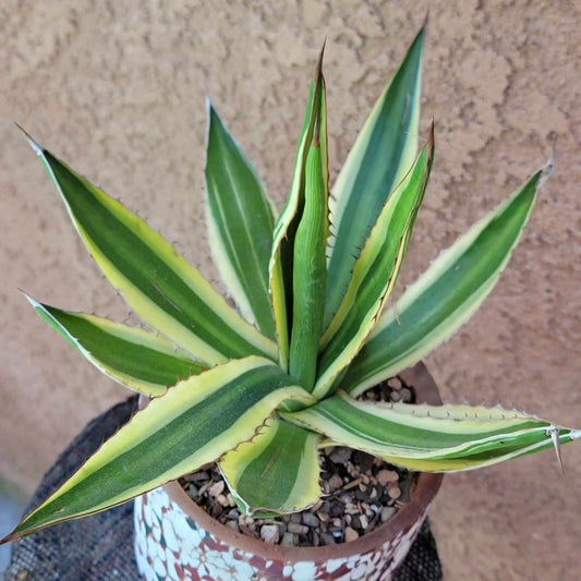 Agave lophantha ‘Quadricolor’ - Quadricolor Century Plant