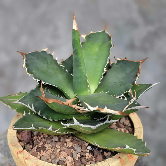 Agave titanota