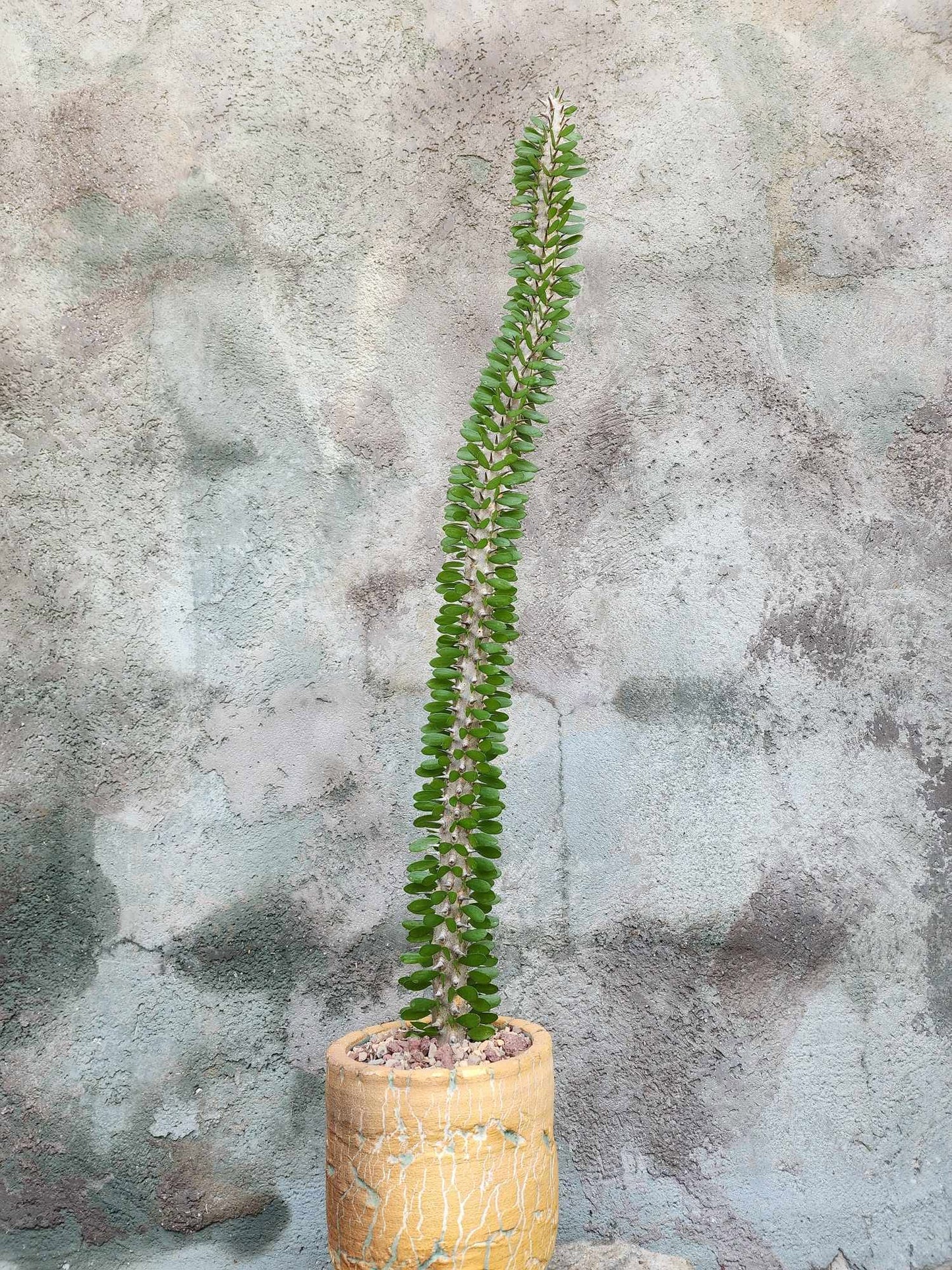 Alluaudia Procera - Madagascar Ocotillo - 27" Tall