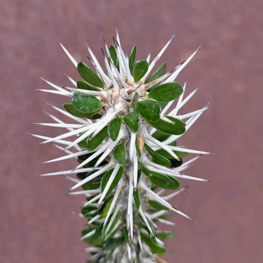 Alluaudia montagnacii