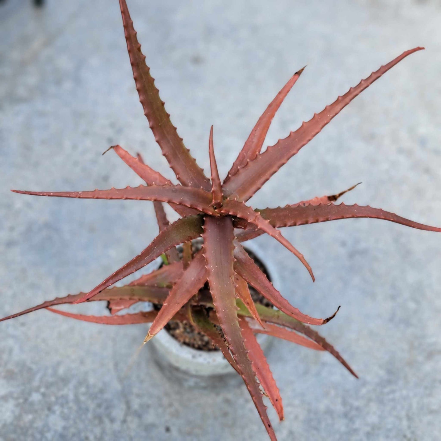 Aloe Cameronii - Red Aloe