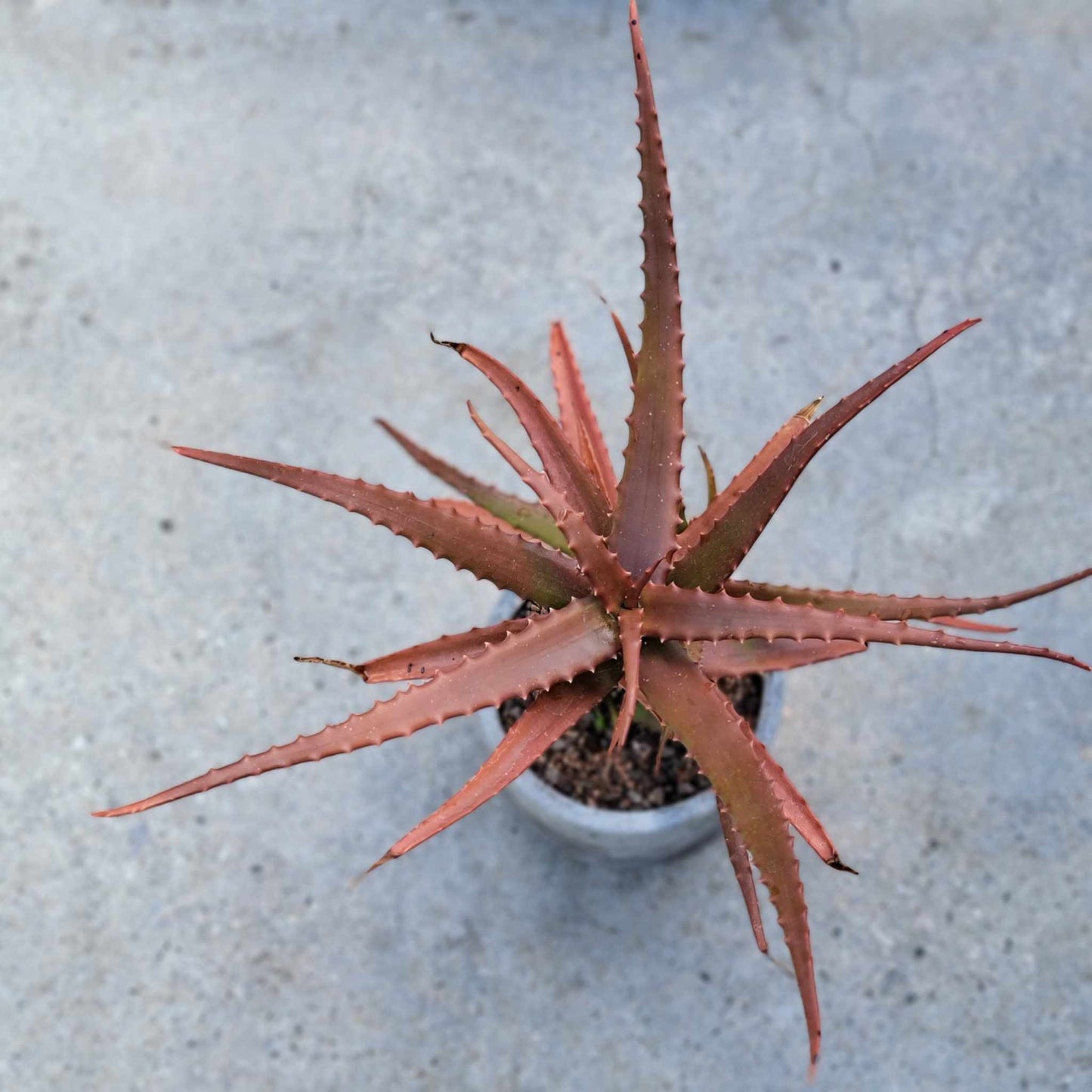 Aloe Cameronii - Red Aloe