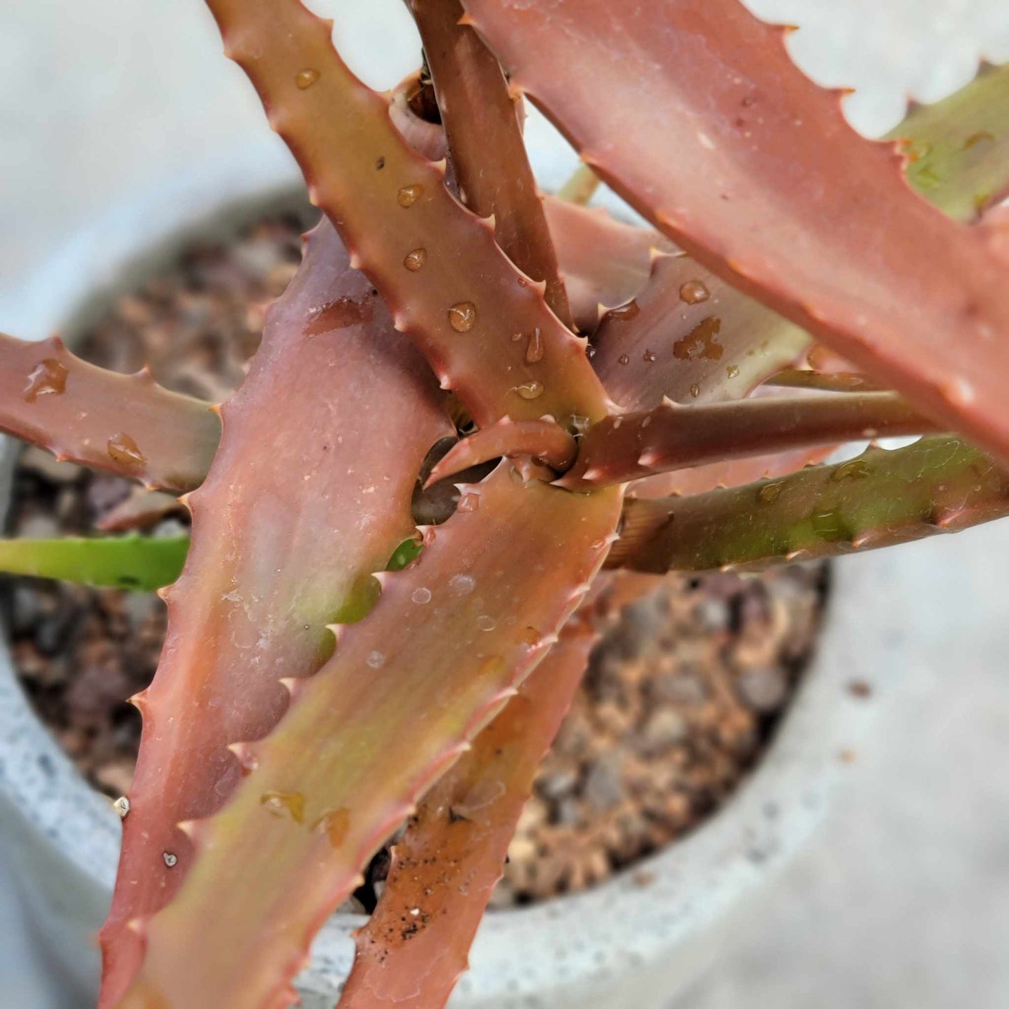 Aloe Cameronii - Red Aloe