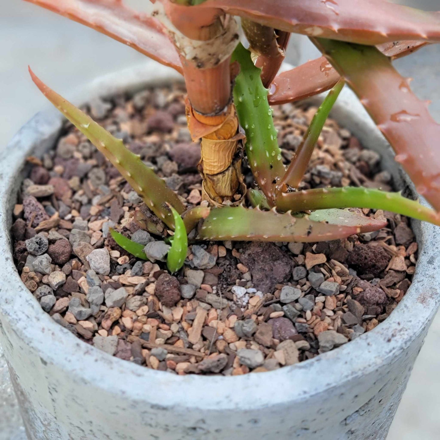 Aloe Cameronii - Red Aloe