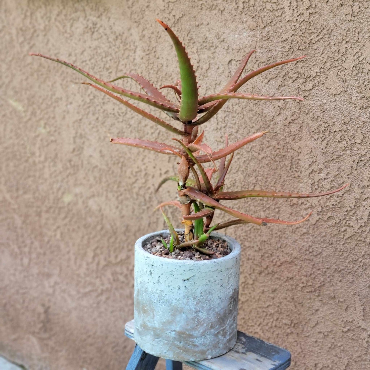 Aloe Cameronii - Red Aloe