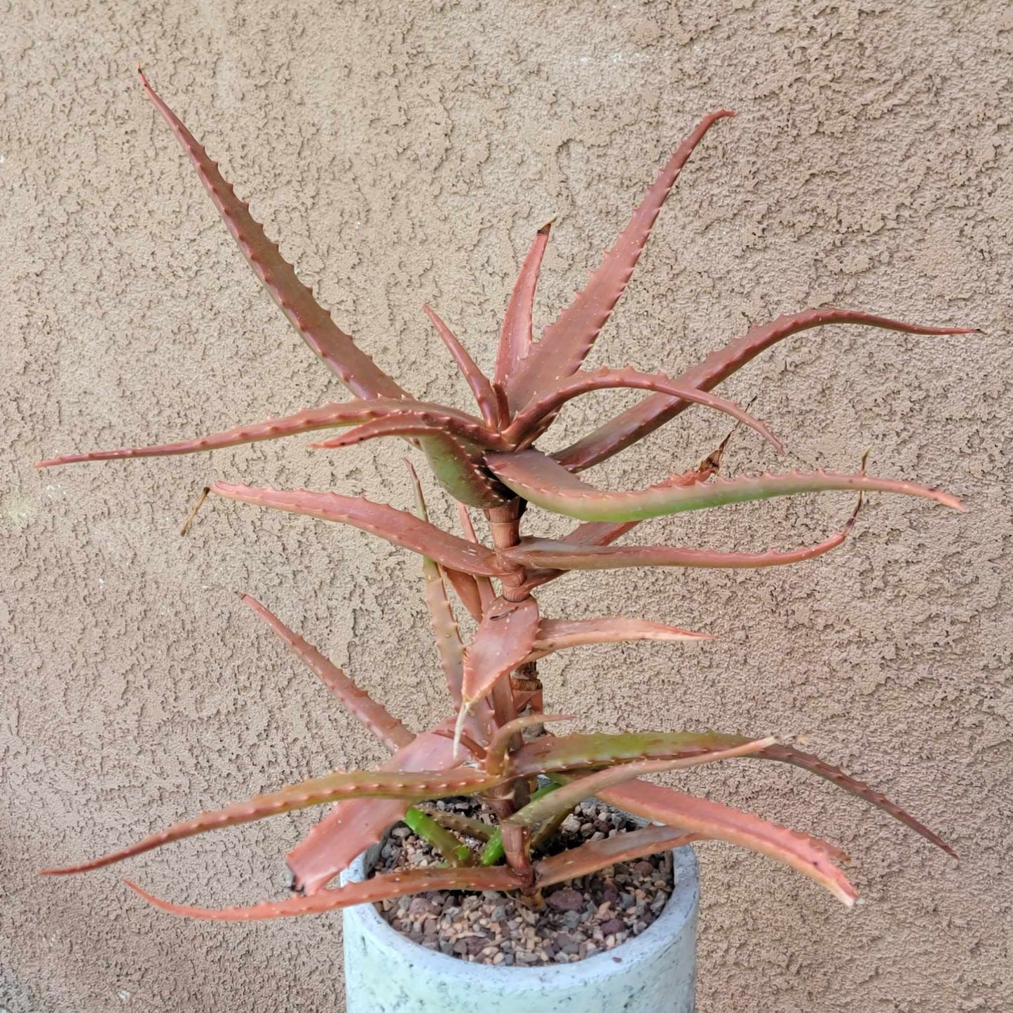Aloe Cameronii - Red Aloe