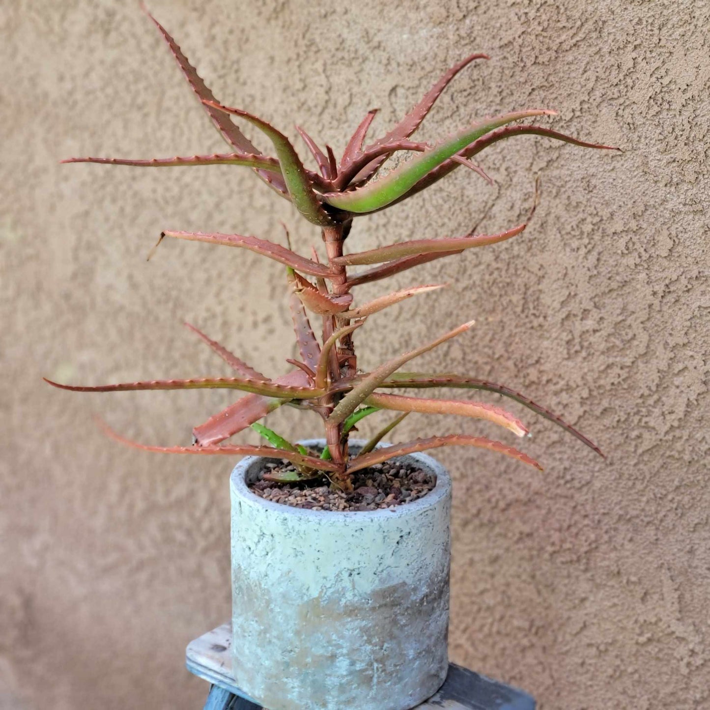 Aloe Cameronii - Red Aloe