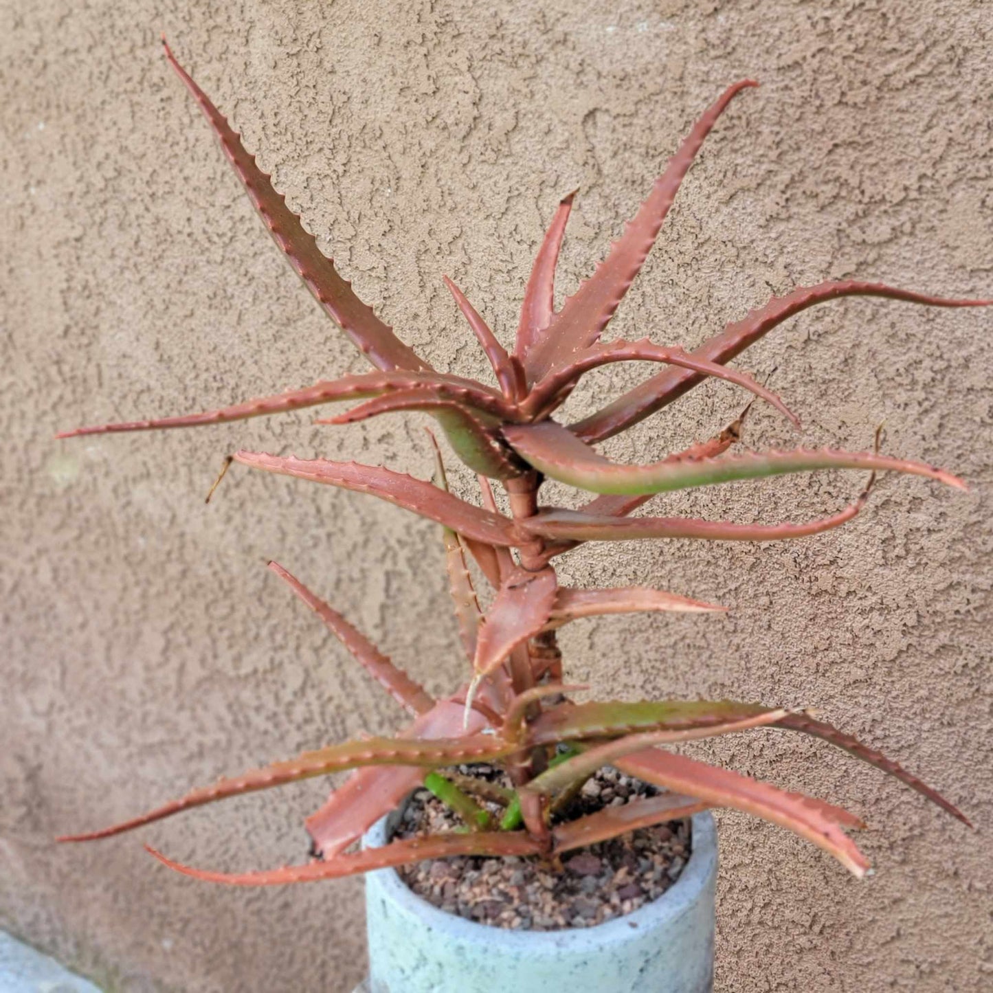 Aloe Cameronii - Red Aloe