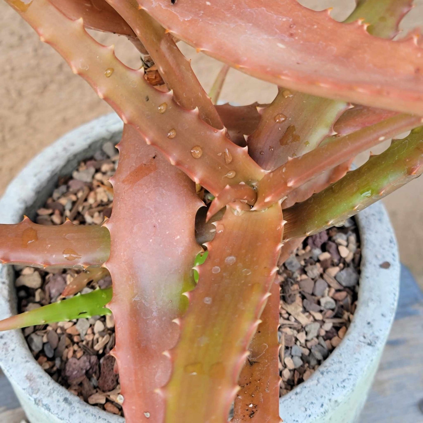 Aloe Cameronii - Red Aloe