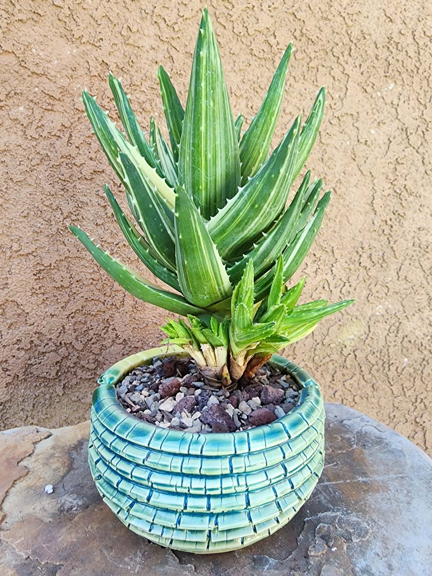 Aloe Nobilis 'Gold Tooth' variegata - Highly Variegated