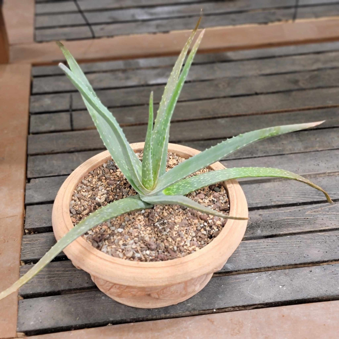 Aloe Vera – Medicinal Aloe – 24"