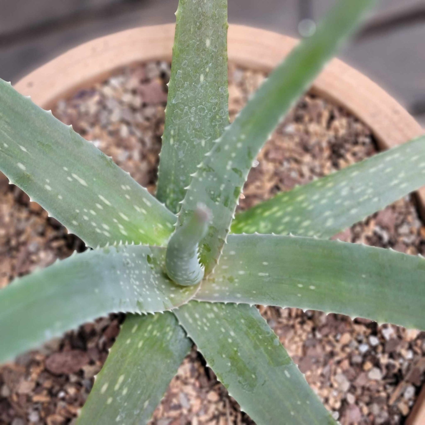 Aloe Vera – Medicinal Aloe – 24"
