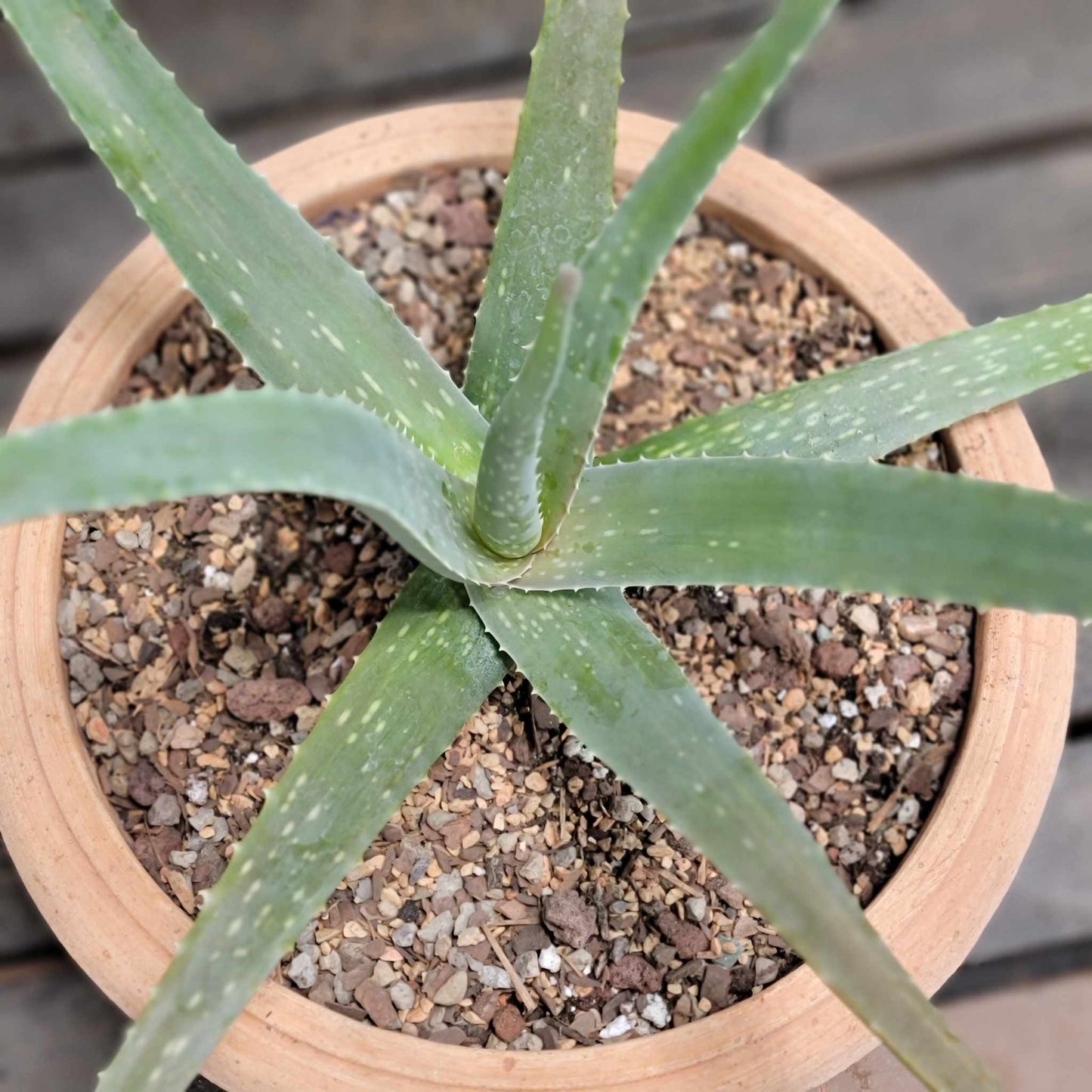 Aloe Vera – Medicinal Aloe – 24"