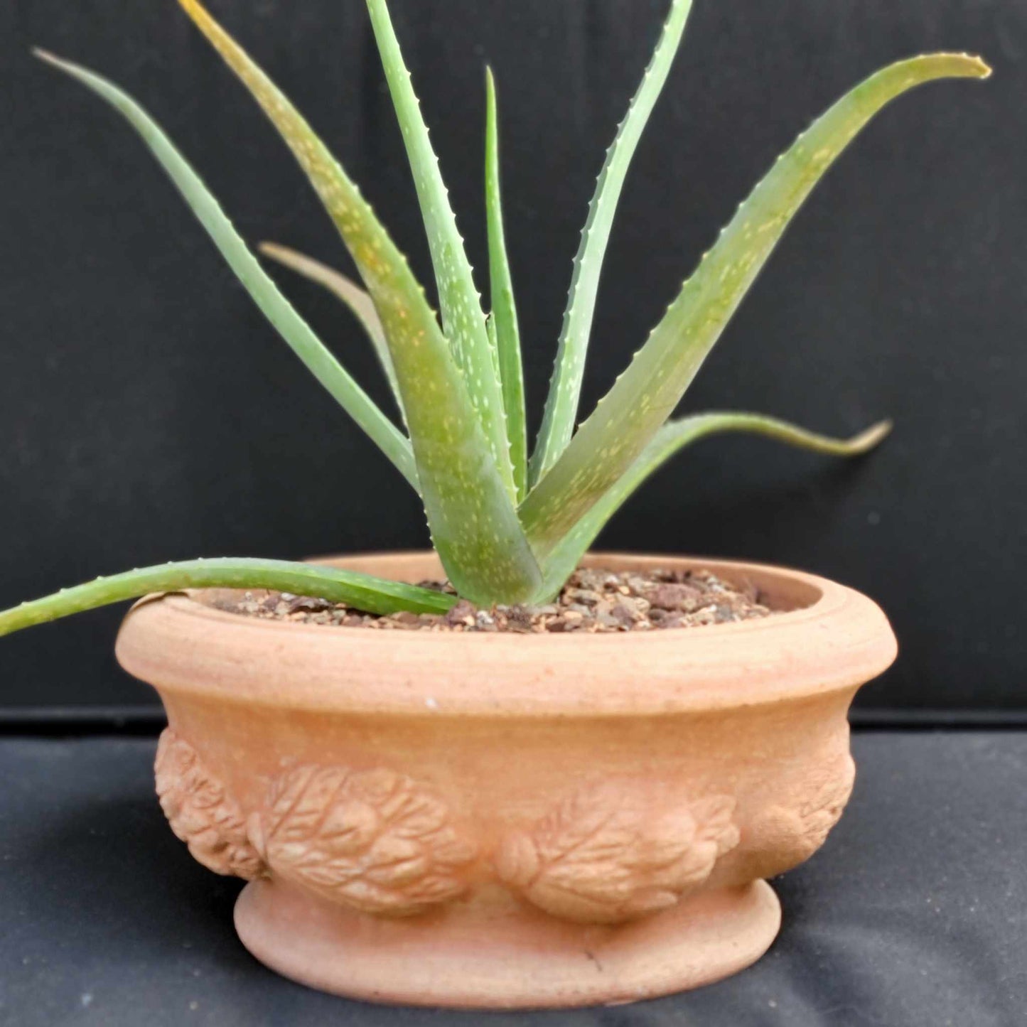 Aloe Vera – Medicinal Aloe – 24"