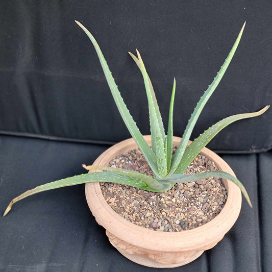 Aloe Vera – Medicinal Aloe – 24"