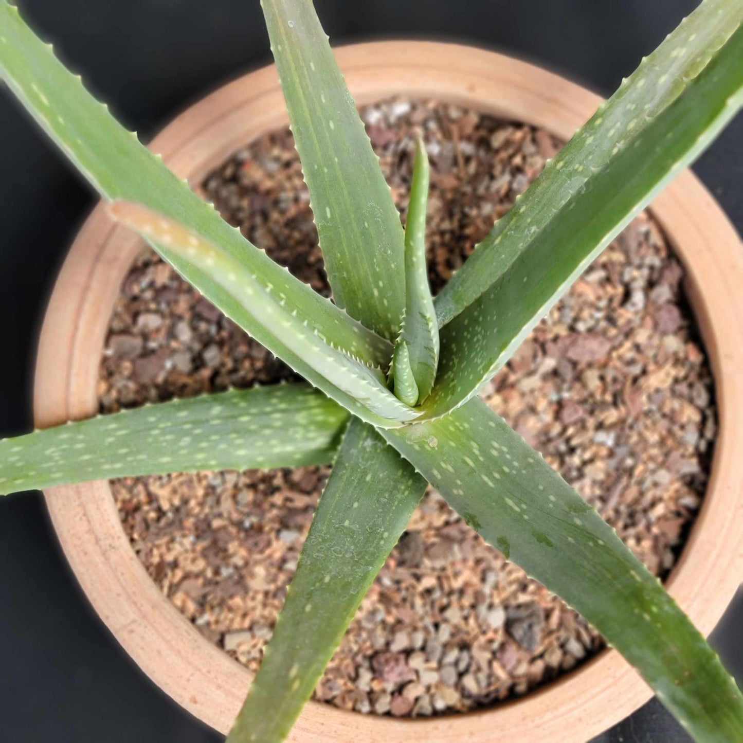 Aloe Vera – Medicinal Aloe – 24"
