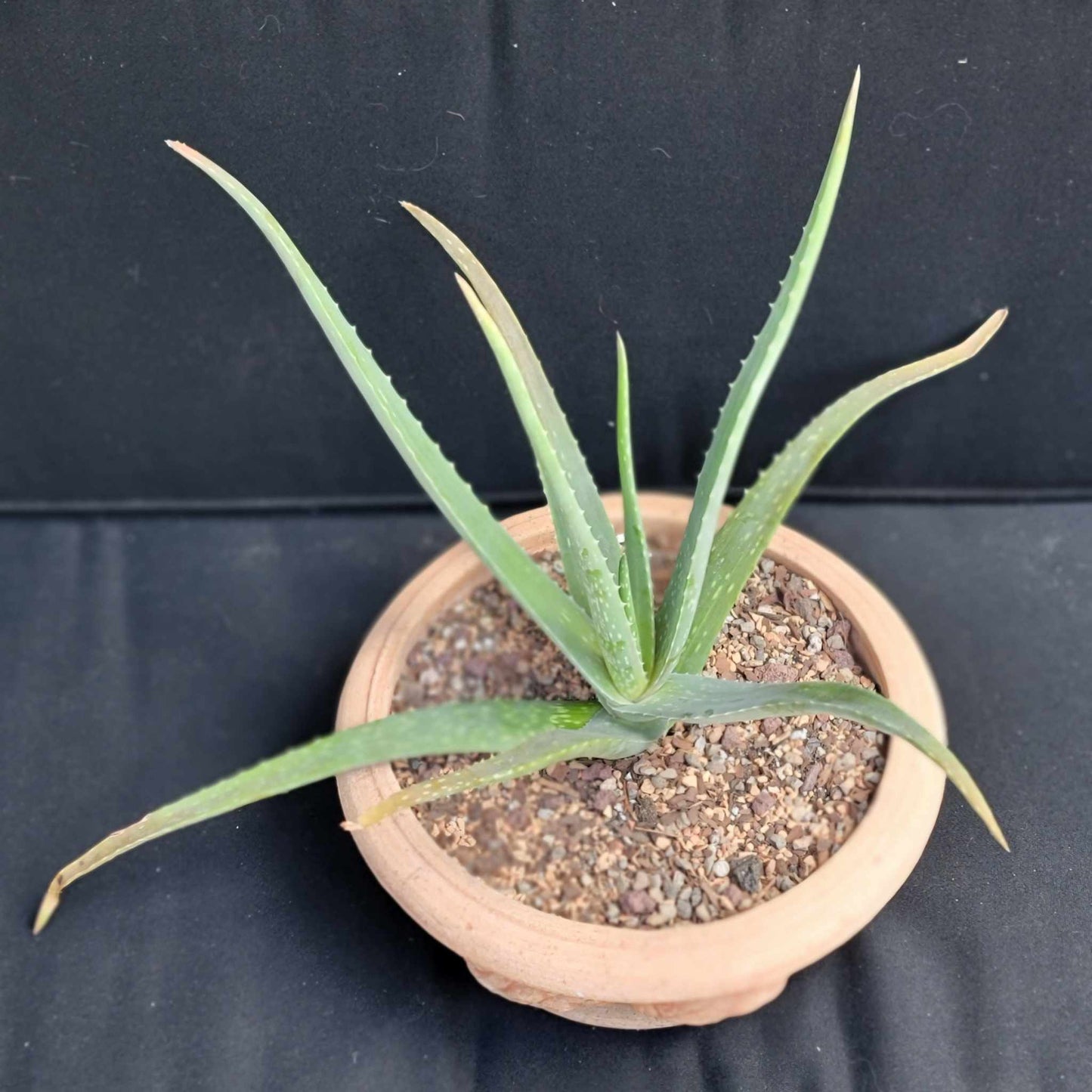 Aloe Vera – Medicinal Aloe – 24"