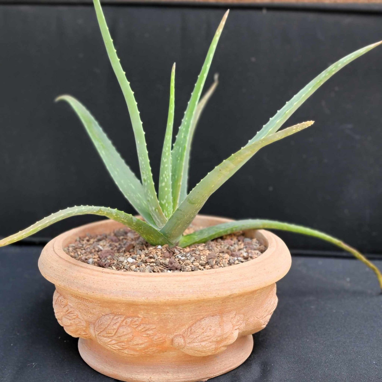 Aloe Vera – Medicinal Aloe – 24"