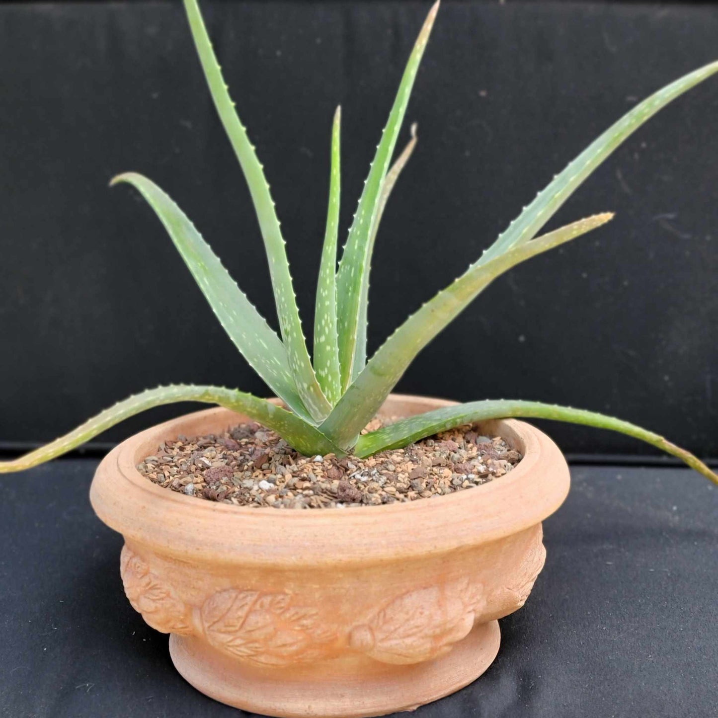 Aloe Vera – Medicinal Aloe – 24"