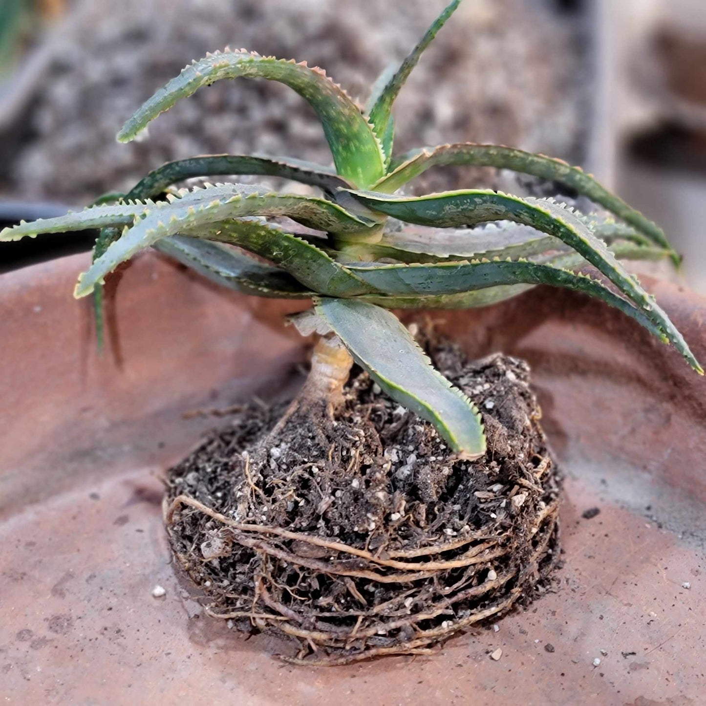 Aloe 'Sean's Red'