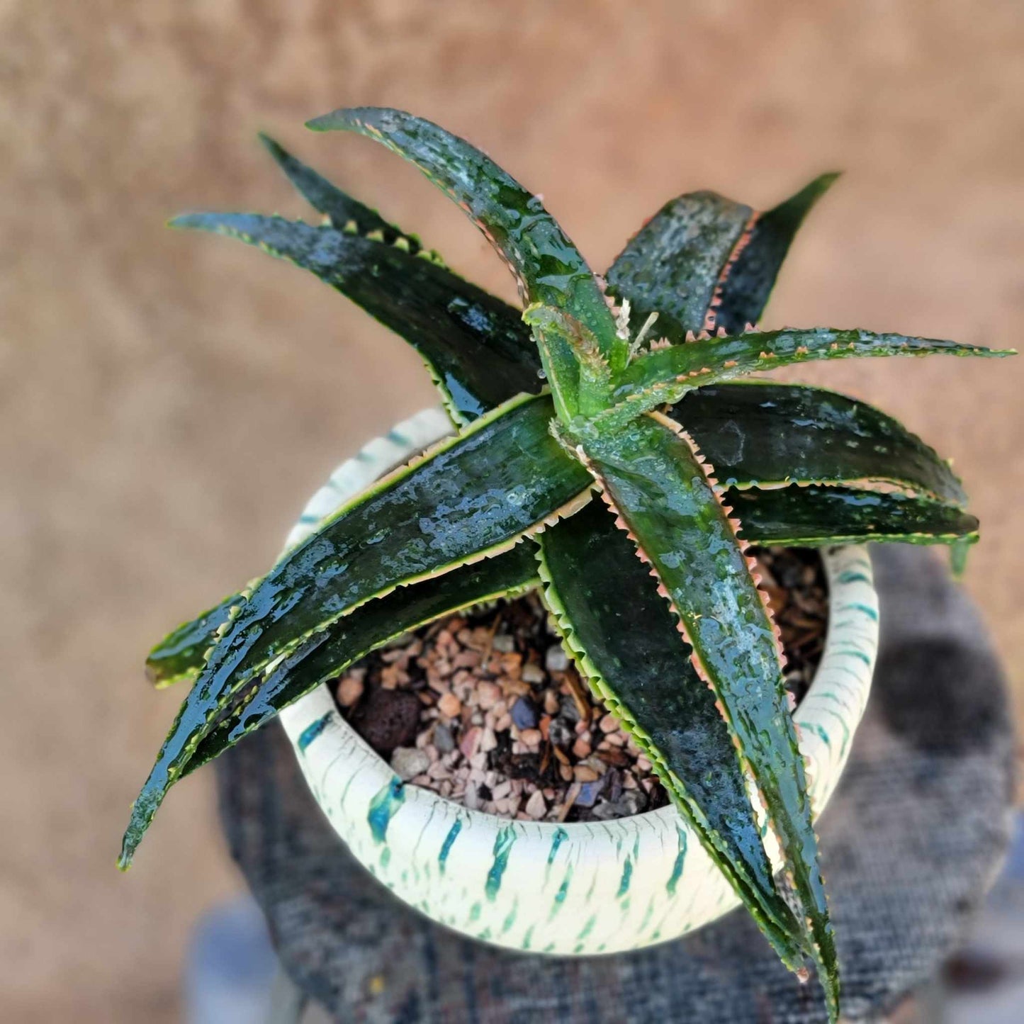 Aloe 'Sean's Red'