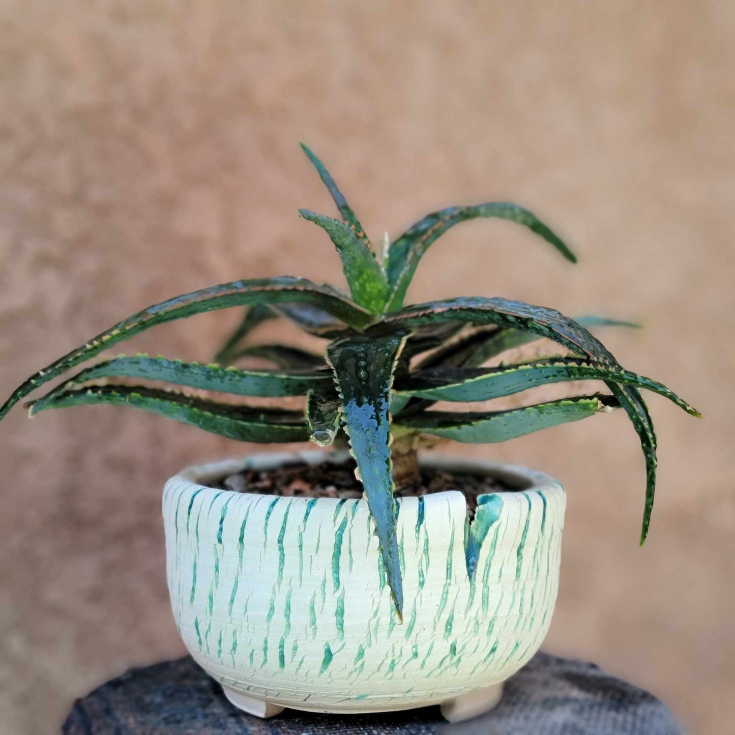 Aloe 'Sean's Red'