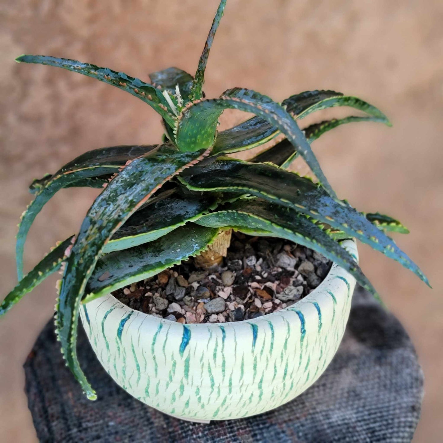 Aloe 'Sean's Red'