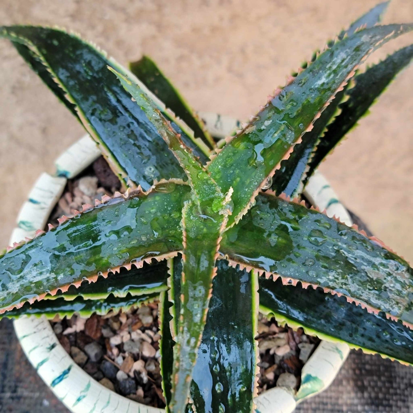 Aloe 'Sean's Red'