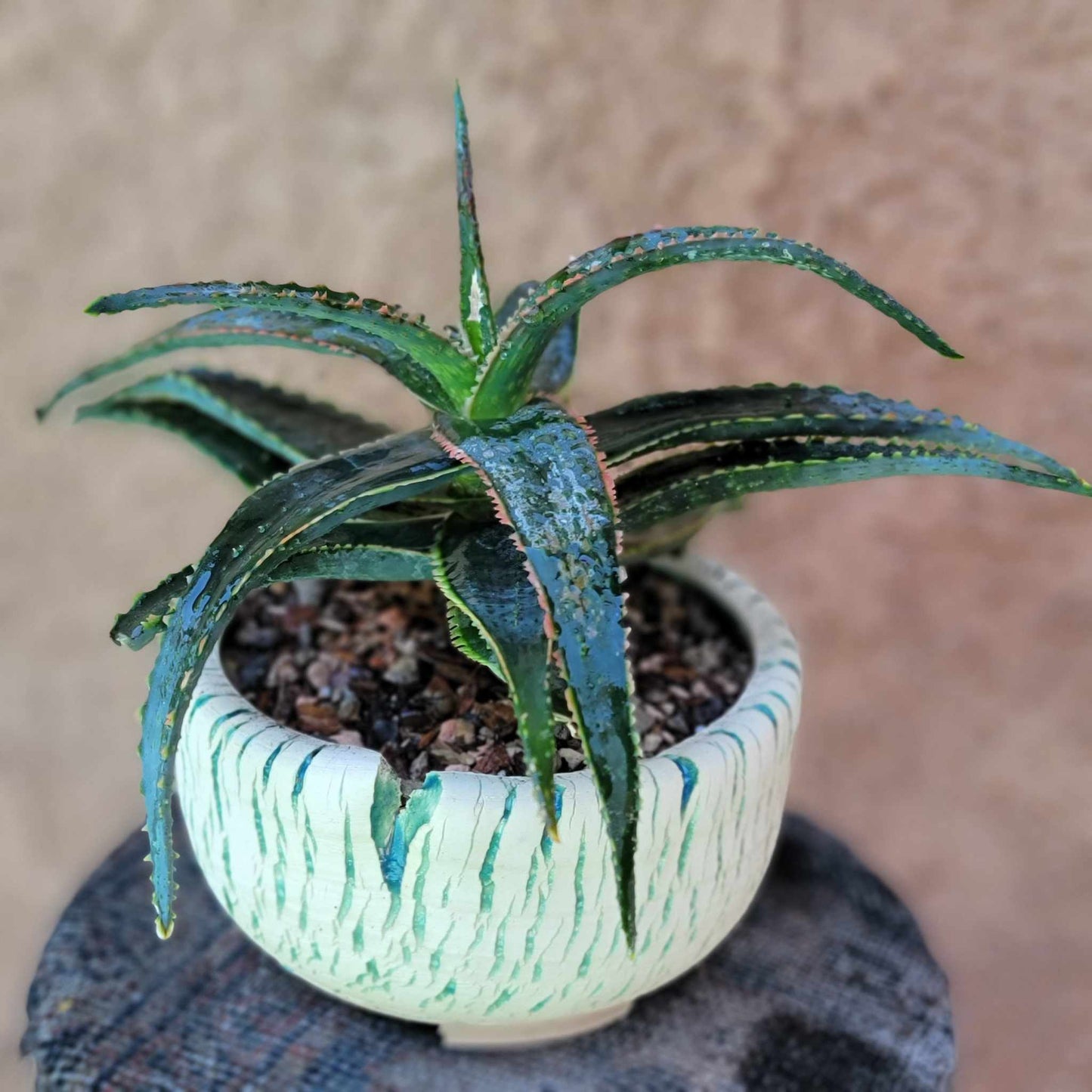 Aloe 'Sean's Red'