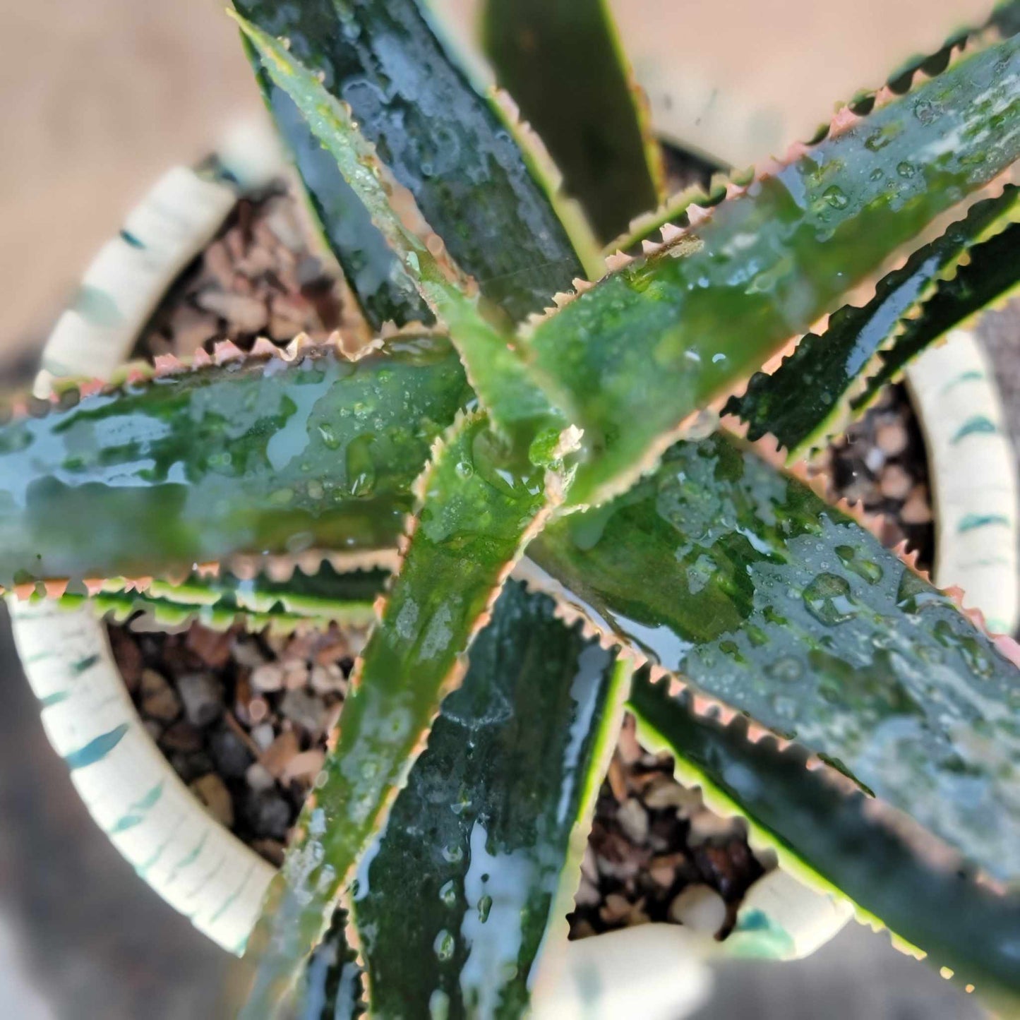 Aloe 'Sean's Red'